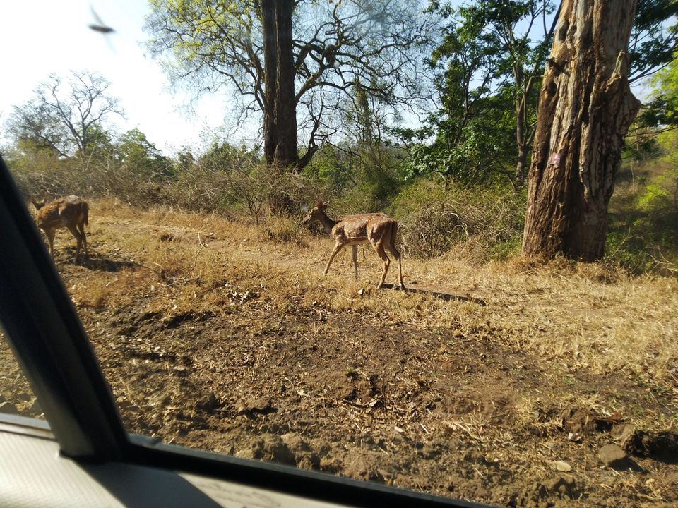 Photo of Bandipur National Park, Bandipur, Karnataka, India by Amiyangshu Nath