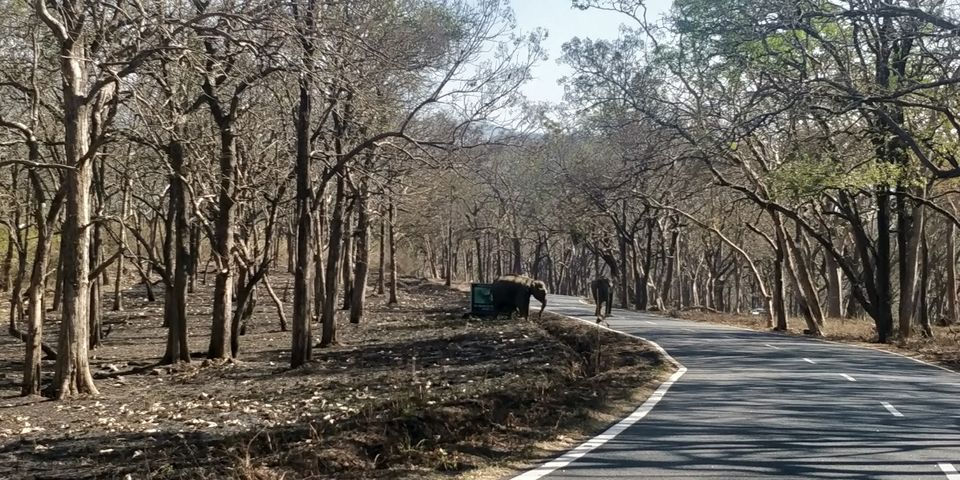Photo of Bandipur National Park, Bandipur, Karnataka, India by Amiyangshu Nath
