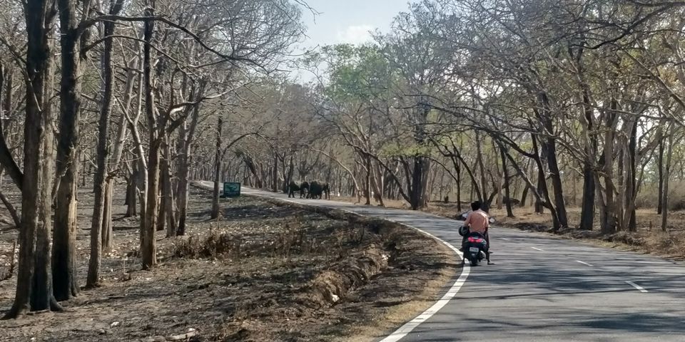 Photo of Bandipur National Park, Bandipur, Karnataka, India by Amiyangshu Nath