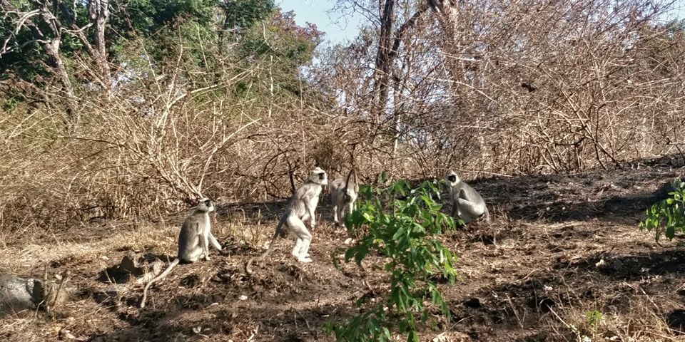 Photo of Bandipur National Park, Bandipur, Karnataka, India by Amiyangshu Nath