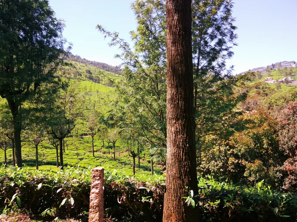 Photo of Singara Tea estate, Dolphin's Nose Road, Alwarpet, Burliyar, Tamil Nadu, India by Amiyangshu Nath
