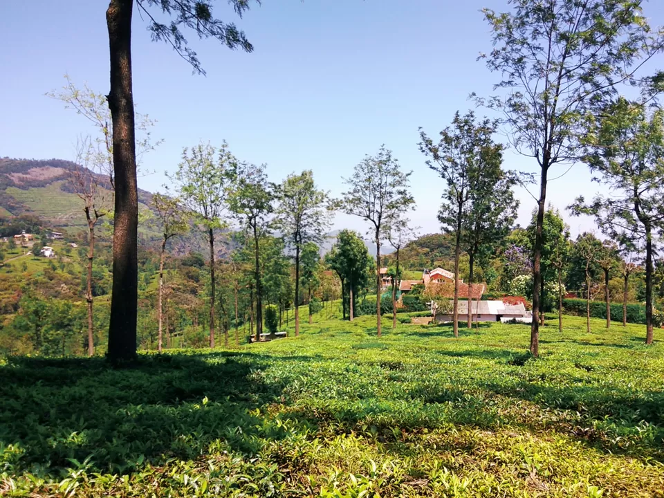 Photo of Singara Tea estate, Dolphin's Nose Road, Alwarpet, Burliyar, Tamil Nadu, India by Amiyangshu Nath