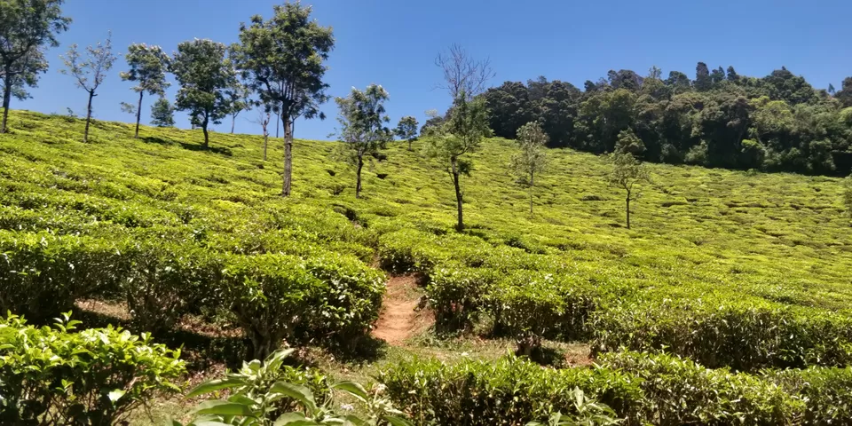 Photo of Singara Tea estate, Dolphin's Nose Road, Alwarpet, Burliyar, Tamil Nadu, India by Amiyangshu Nath