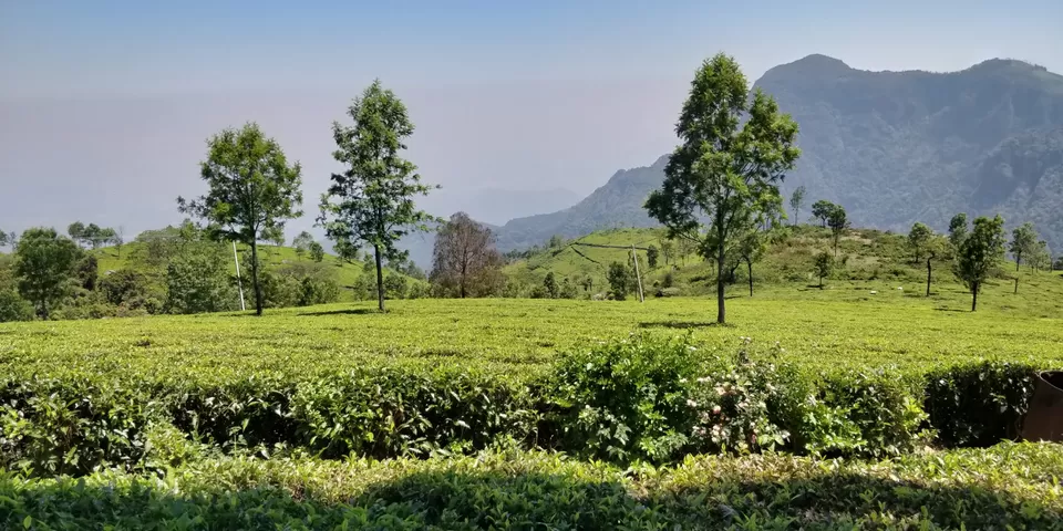 Photo of Singara Tea estate, Dolphin's Nose Road, Alwarpet, Burliyar, Tamil Nadu, India by Amiyangshu Nath