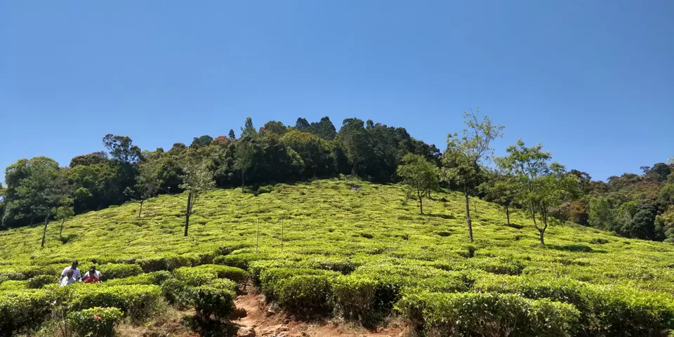 Photo of Singara Tea estate, Dolphin's Nose Road, Alwarpet, Burliyar, Tamil Nadu, India by Amiyangshu Nath
