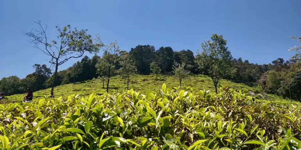 Photo of Singara Tea estate, Dolphin's Nose Road, Alwarpet, Burliyar, Tamil Nadu, India by Amiyangshu Nath
