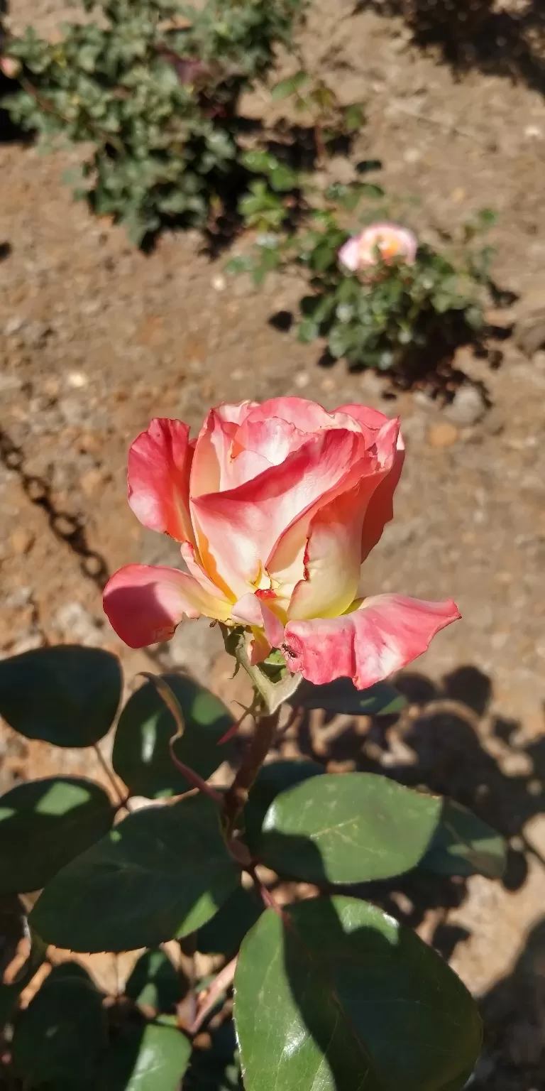 Photo of Government Rose Garden, Horticulture House, Elk Hill Road, Bombay Castel, Ooty, Tamil Nadu, India by Amiyangshu Nath