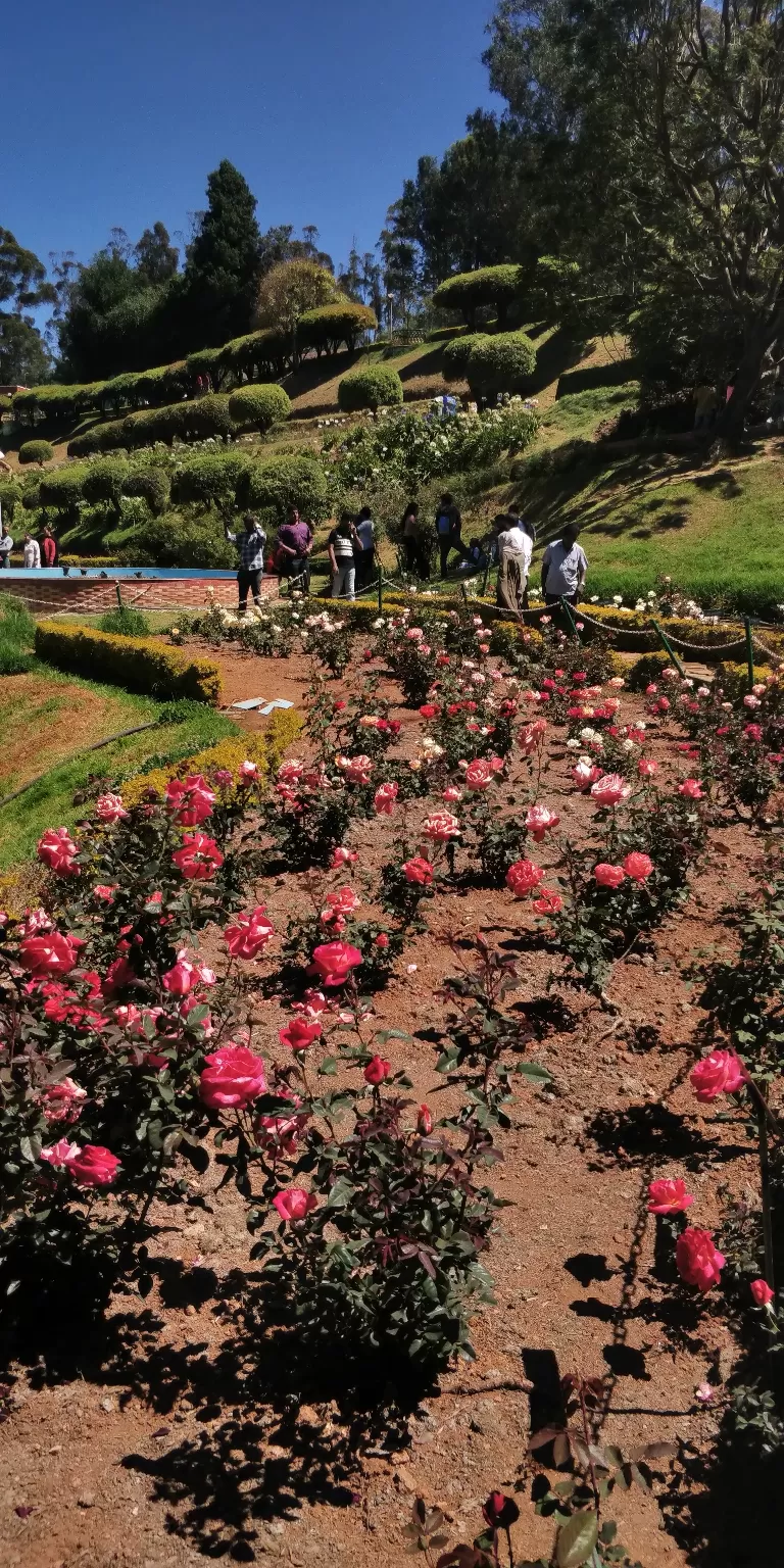 Photo of Government Rose Garden, Horticulture House, Elk Hill Road, Bombay Castel, Ooty, Tamil Nadu, India by Amiyangshu Nath