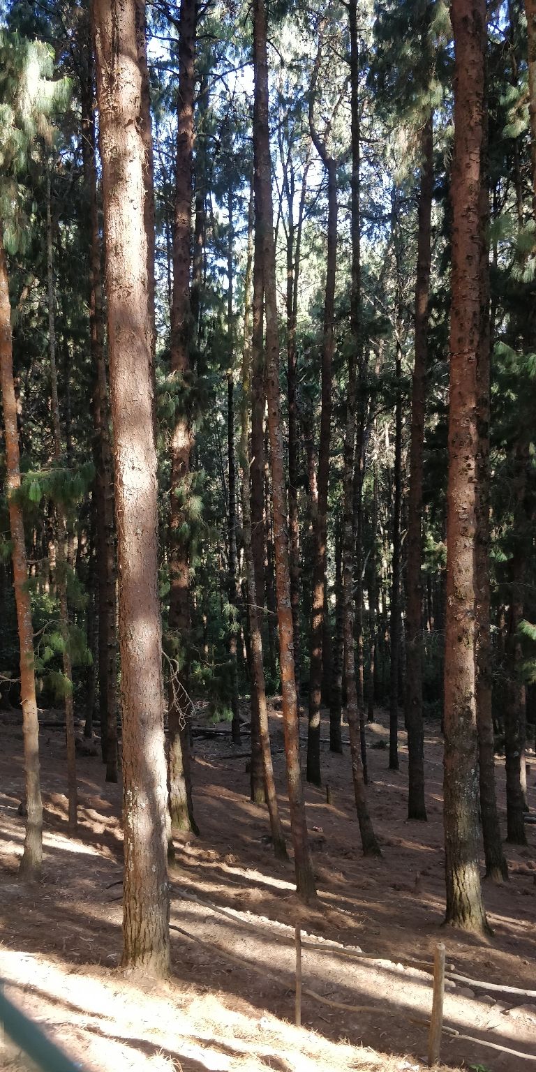 Photo of Pine Forest Shooting Spot, Ooty Main, Tamil Nadu, India by Amiyangshu Nath