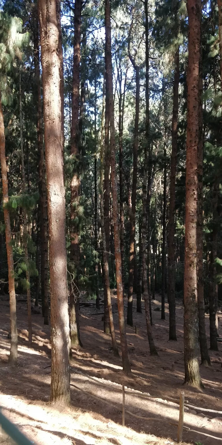 Photo of Pine Forest Shooting Spot, Ooty Main, Tamil Nadu, India by Amiyangshu Nath