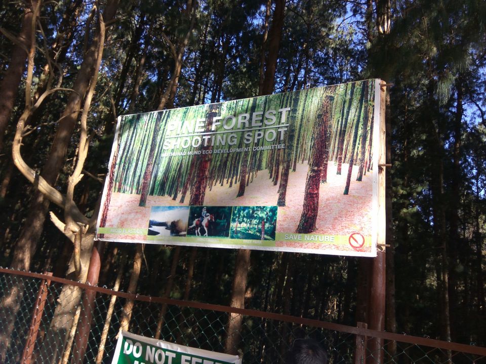 Photo of Pine Forest Shooting Spot, Ooty Main, Tamil Nadu, India by Amiyangshu Nath