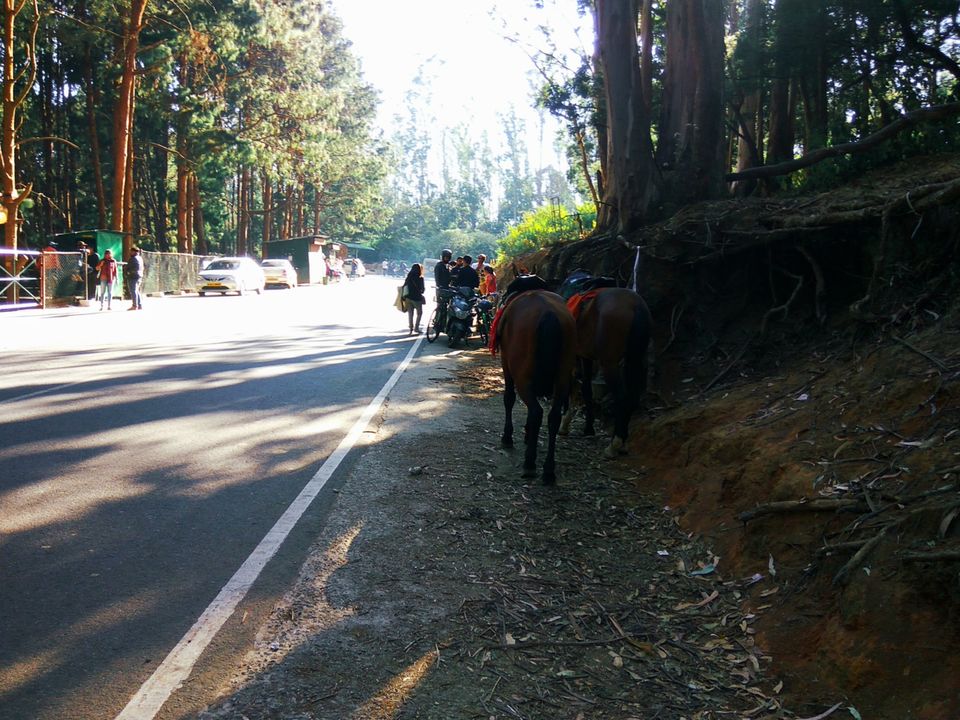 Photo of Pine Forest Shooting Spot, Ooty Main, Tamil Nadu, India by Amiyangshu Nath