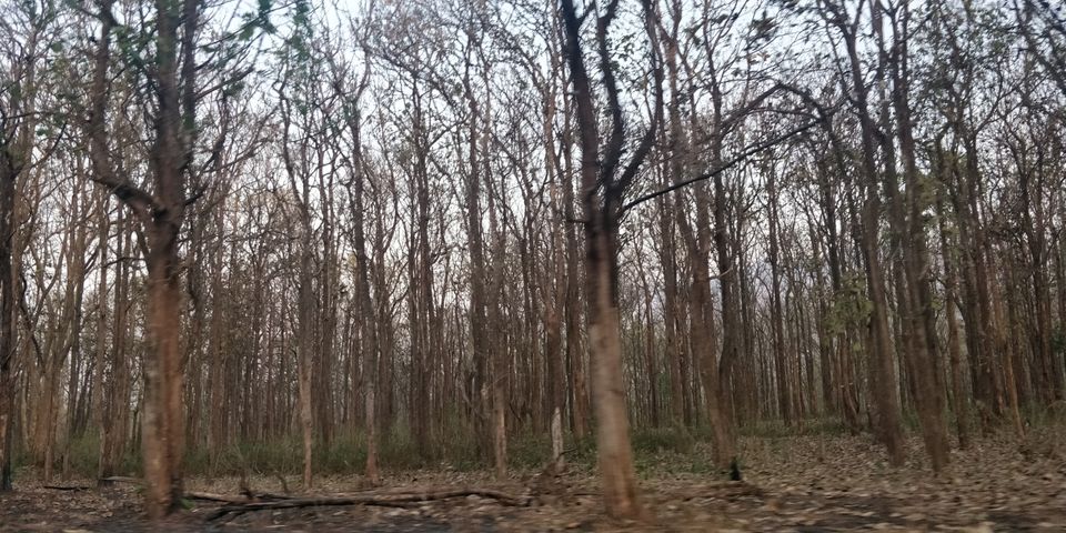 Photo of Mudumalai National Park, India by Amiyangshu Nath