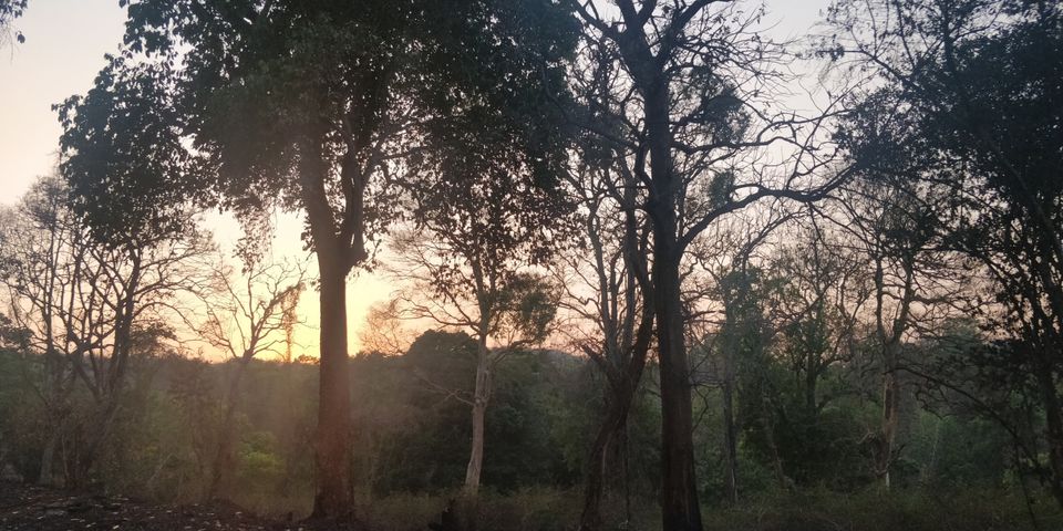 Photo of Mudumalai National Park, India by Amiyangshu Nath
