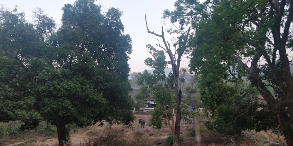 Photo of Mudumalai National Park, India by Amiyangshu Nath