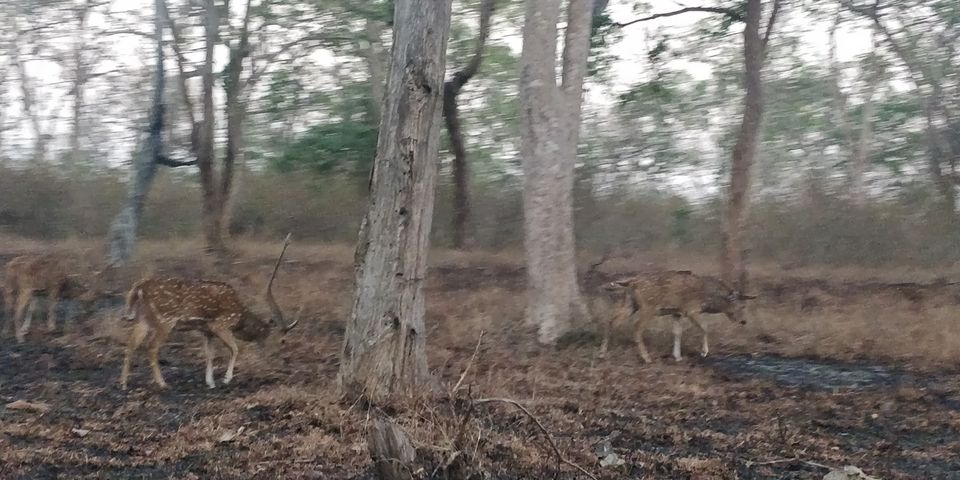 Photo of Mudumalai National Park, India by Amiyangshu Nath