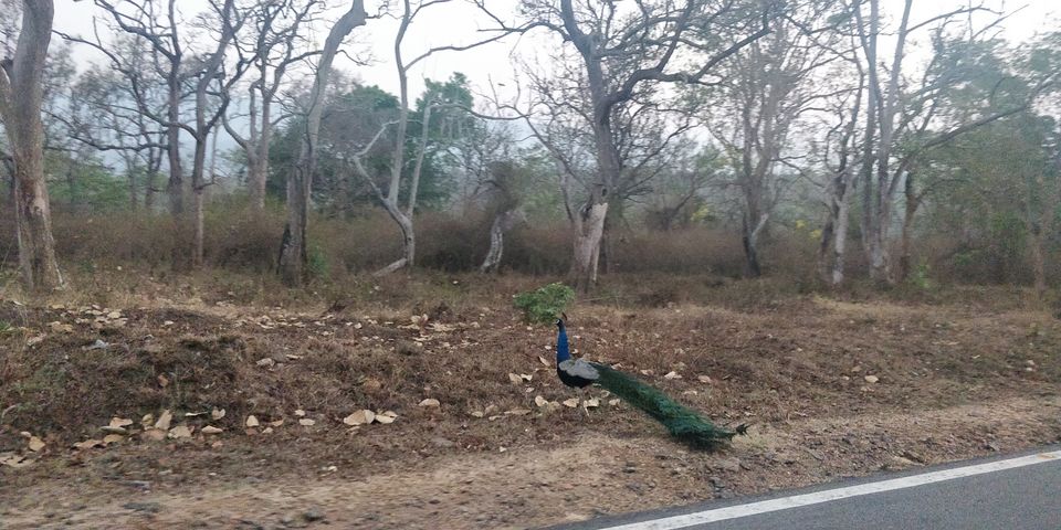 Photo of Mudumalai National Park, India by Amiyangshu Nath