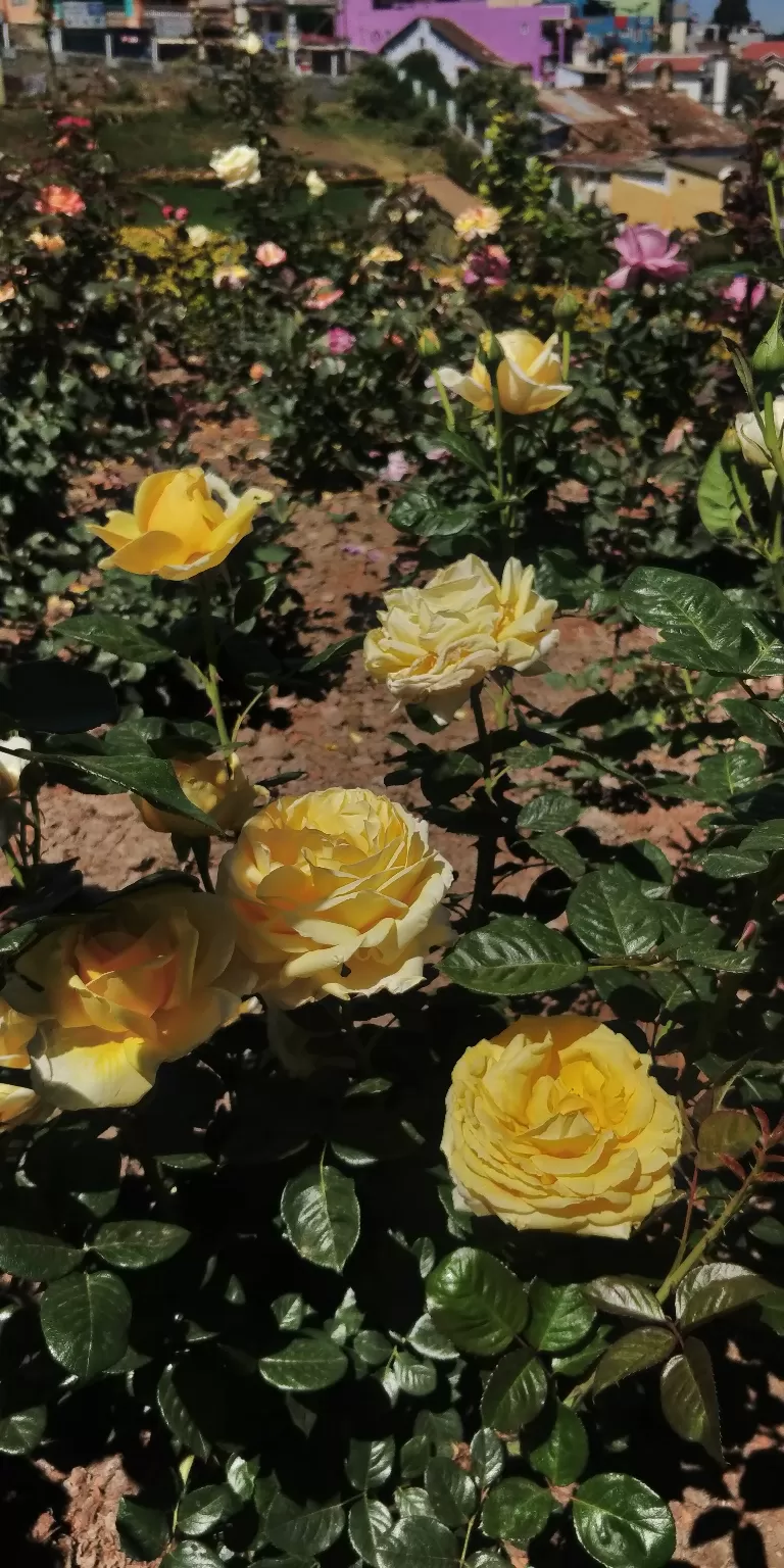 Photo of Government Rose Garden, Horticulture House, Elk Hill Road, Bombay Castel, Ooty, Tamil Nadu, India by Amiyangshu Nath