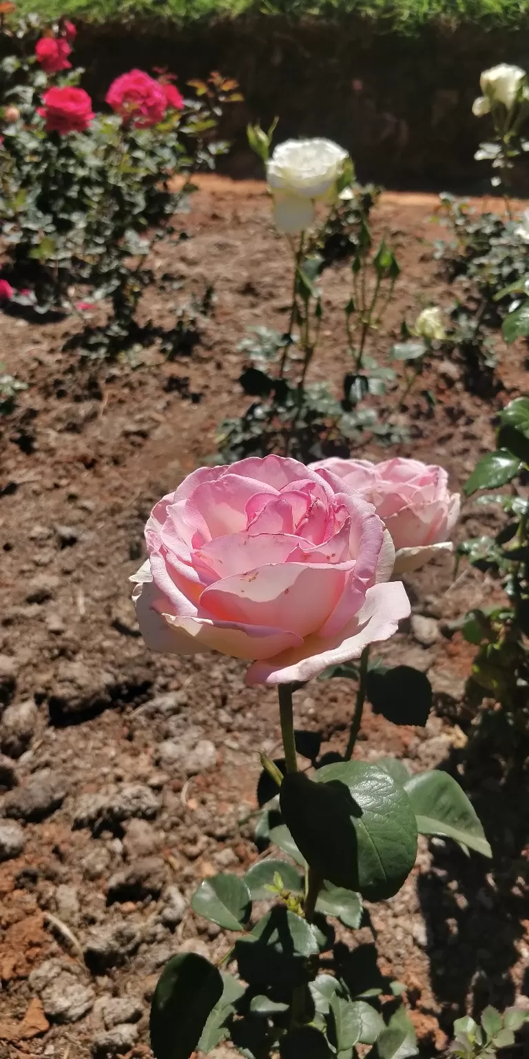 Photo of Government Rose Garden, Horticulture House, Elk Hill Road, Bombay Castel, Ooty, Tamil Nadu, India by Amiyangshu Nath