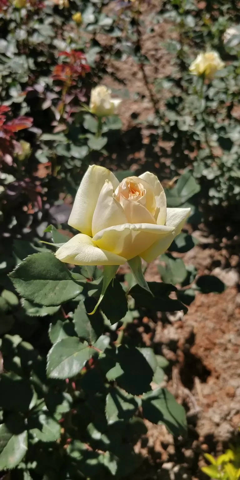 Photo of Government Rose Garden, Horticulture House, Elk Hill Road, Bombay Castel, Ooty, Tamil Nadu, India by Amiyangshu Nath