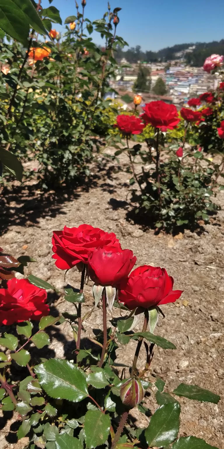 Photo of Government Rose Garden, Horticulture House, Elk Hill Road, Bombay Castel, Ooty, Tamil Nadu, India by Amiyangshu Nath