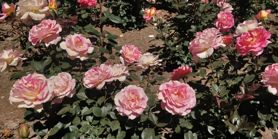 Photo of Government Rose Garden, Horticulture House, Elk Hill Road, Bombay Castel, Ooty, Tamil Nadu, India by Amiyangshu Nath