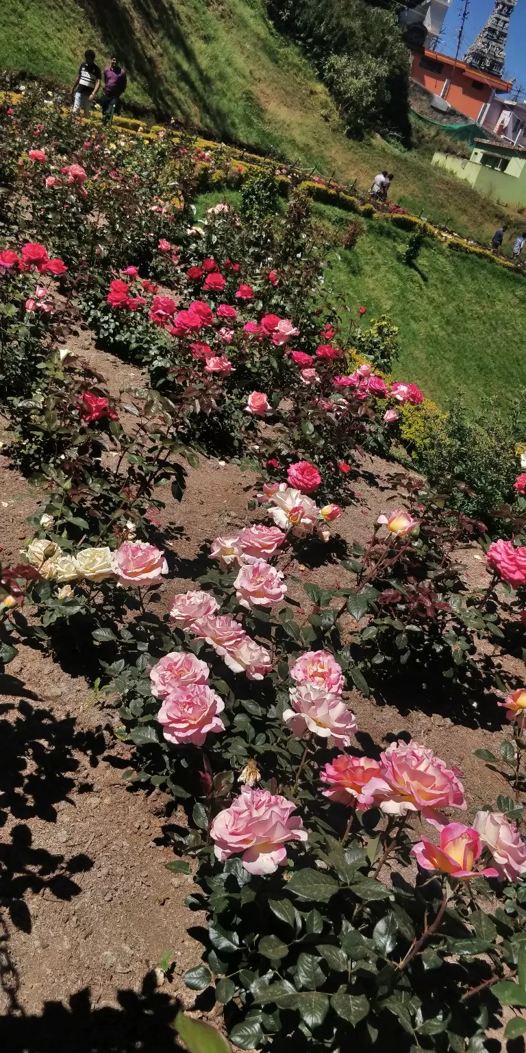 Photo of Government Rose Garden, Horticulture House, Elk Hill Road, Bombay Castel, Ooty, Tamil Nadu, India by Amiyangshu Nath