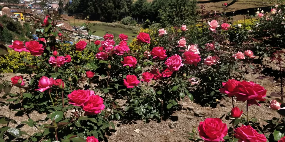 Photo of Government Rose Garden, Horticulture House, Elk Hill Road, Bombay Castel, Ooty, Tamil Nadu, India by Amiyangshu Nath