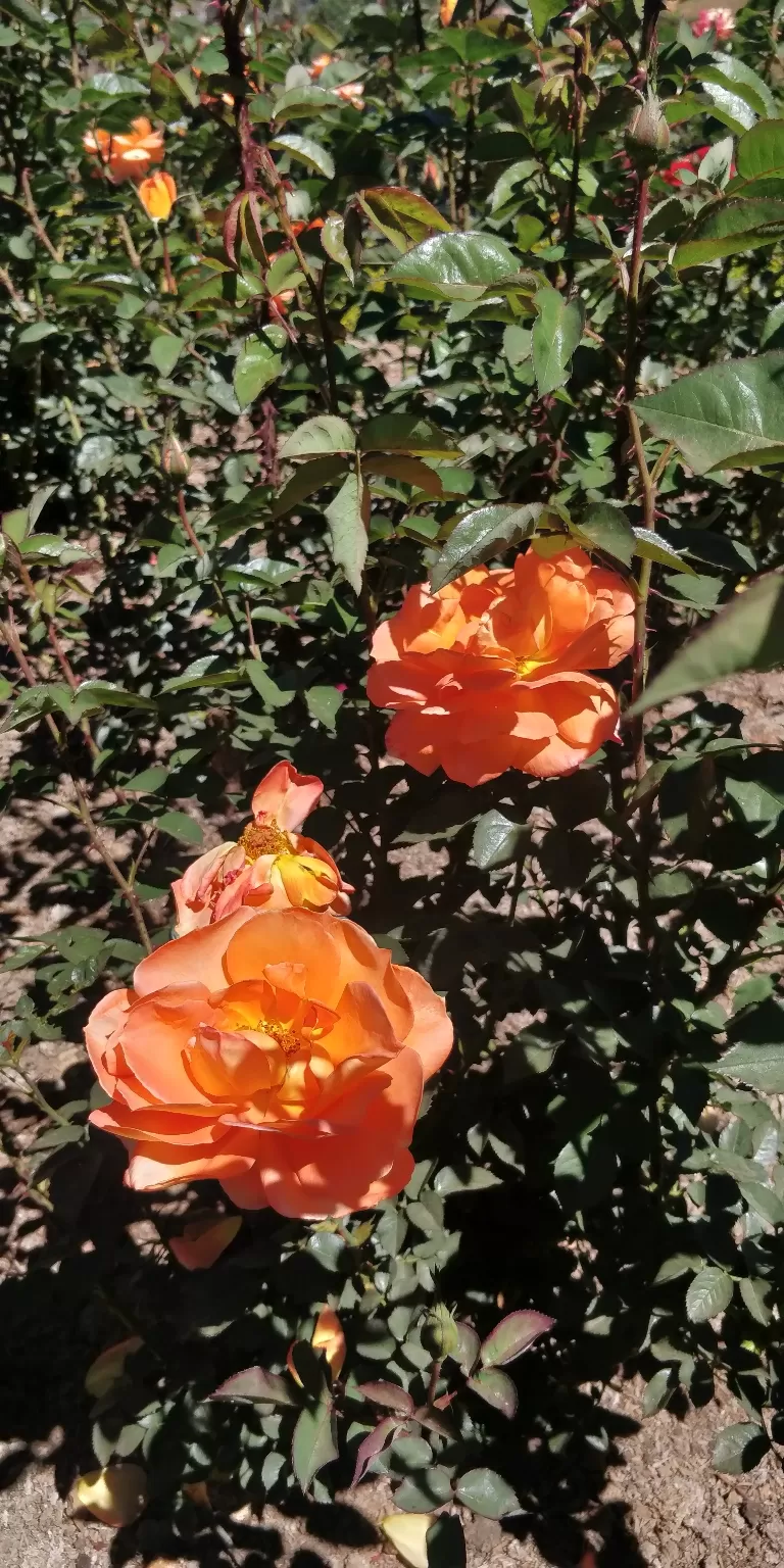 Photo of Government Rose Garden, Horticulture House, Elk Hill Road, Bombay Castel, Ooty, Tamil Nadu, India by Amiyangshu Nath