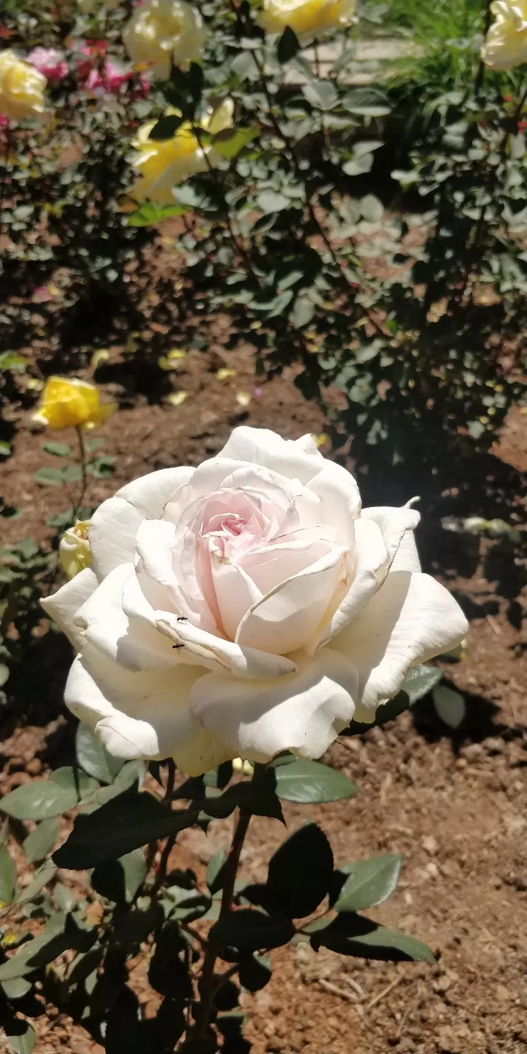 Photo of Government Rose Garden, Horticulture House, Elk Hill Road, Bombay Castel, Ooty, Tamil Nadu, India by Amiyangshu Nath