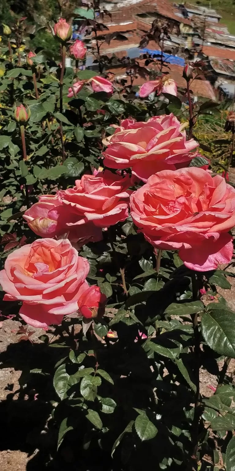 Photo of Government Rose Garden, Horticulture House, Elk Hill Road, Bombay Castel, Ooty, Tamil Nadu, India by Amiyangshu Nath