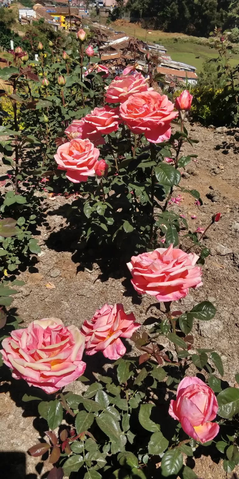 Photo of Government Rose Garden, Horticulture House, Elk Hill Road, Bombay Castel, Ooty, Tamil Nadu, India by Amiyangshu Nath