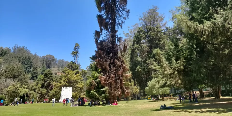 Photo of Government Botanical Garden ,Ootacamund, Kathadimattam, Ooty, Tamil Nadu, India by Amiyangshu Nath