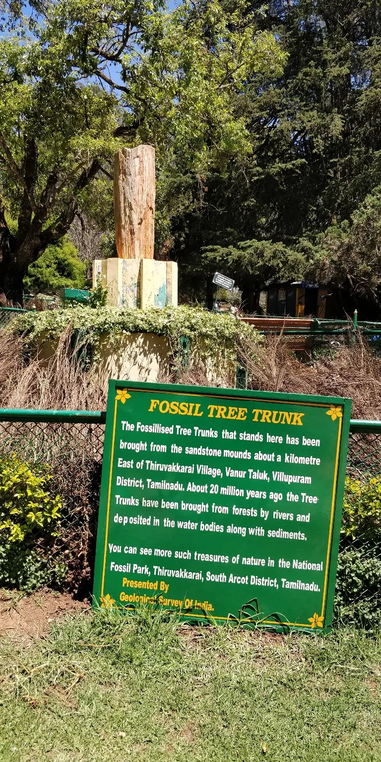 Photo of Government Botanical Garden ,Ootacamund, Kathadimattam, Ooty, Tamil Nadu, India by Amiyangshu Nath