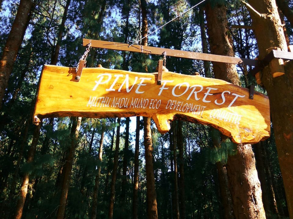 Photo of Pine Forest Shooting Spot, Ooty Main, Tamil Nadu, India by Amiyangshu Nath