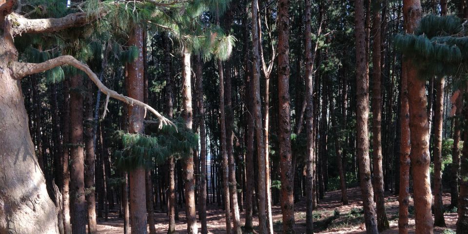 Photo of Pine Forest Shooting Spot, Ooty Main, Tamil Nadu, India by Amiyangshu Nath