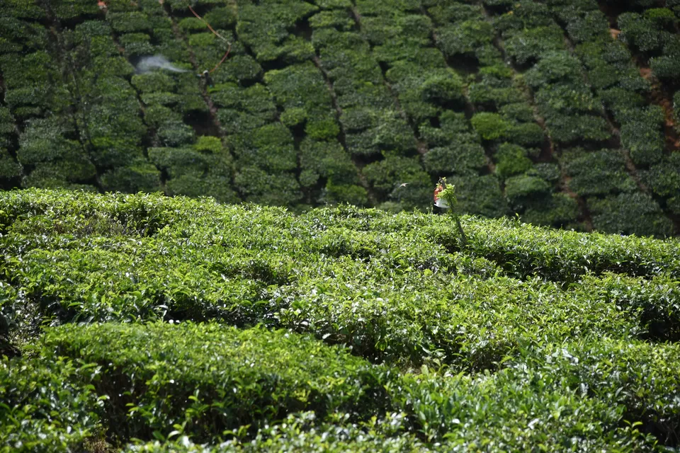 Photo of Mesmerizing Munnar #notinnorth by Siva Sudhir