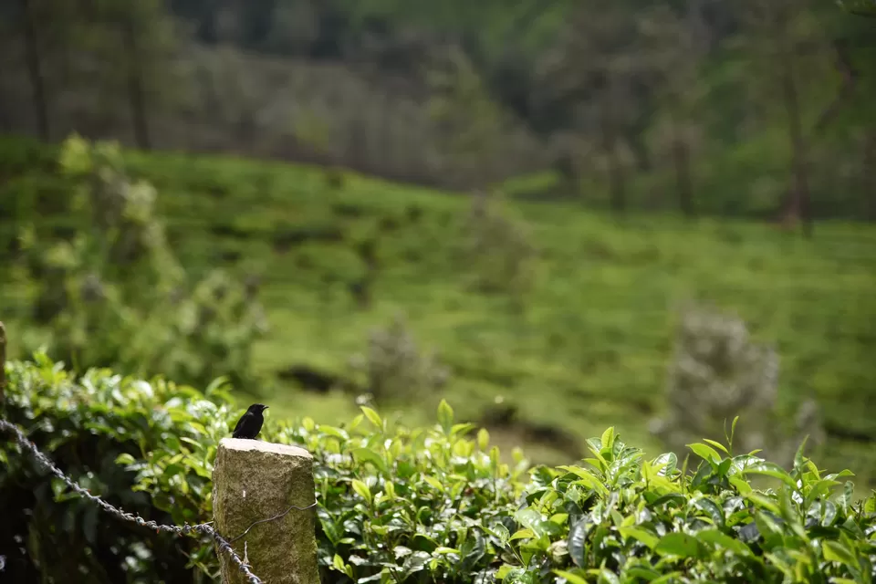 Photo of Mesmerizing Munnar #notinnorth by Siva Sudhir