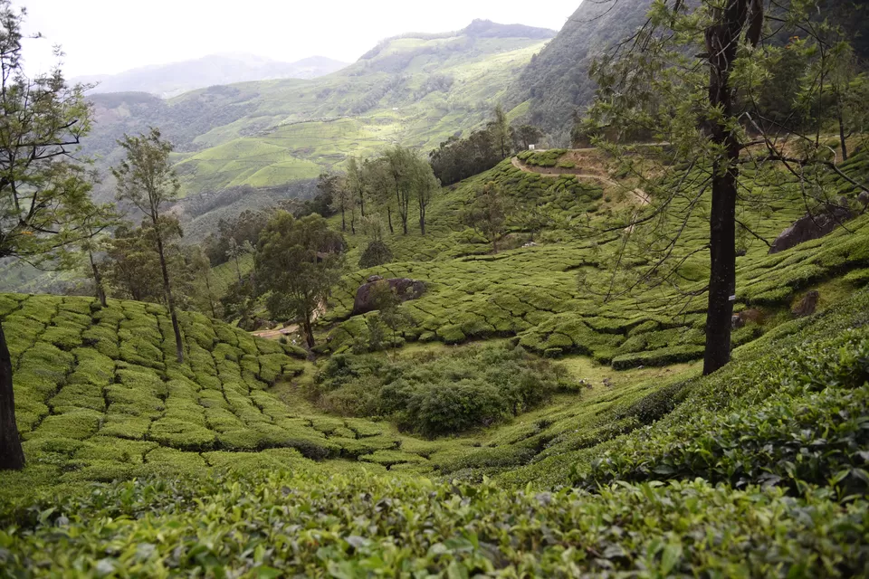 Photo of Mesmerizing Munnar #notinnorth by Siva Sudhir