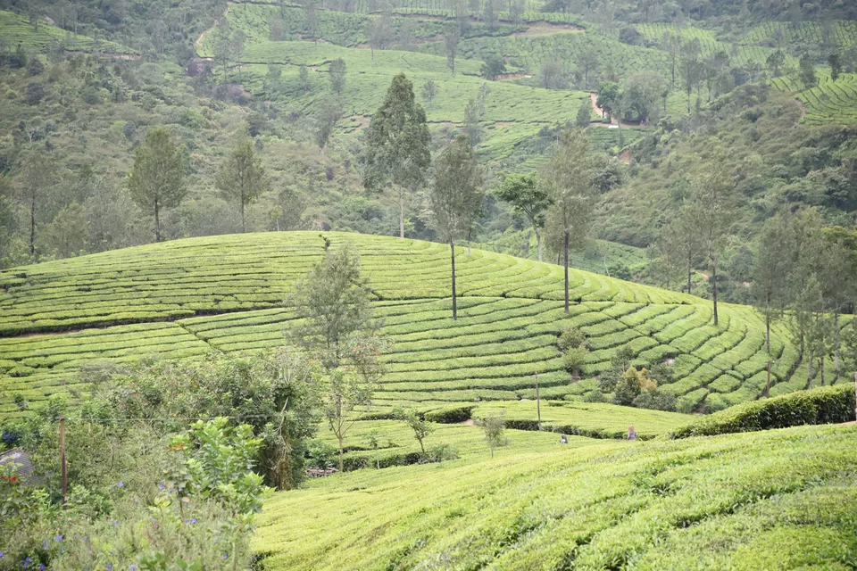 Photo of Mesmerizing Munnar #notinnorth by Siva Sudhir