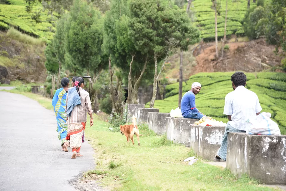 Photo of Mesmerizing Munnar #notinnorth by Siva Sudhir