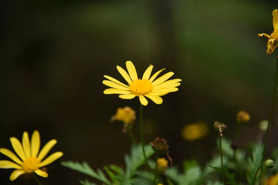 Photo of Mesmerizing Munnar #notinnorth by Siva Sudhir