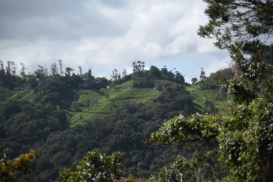 Photo of Mesmerizing Munnar #notinnorth by Siva Sudhir