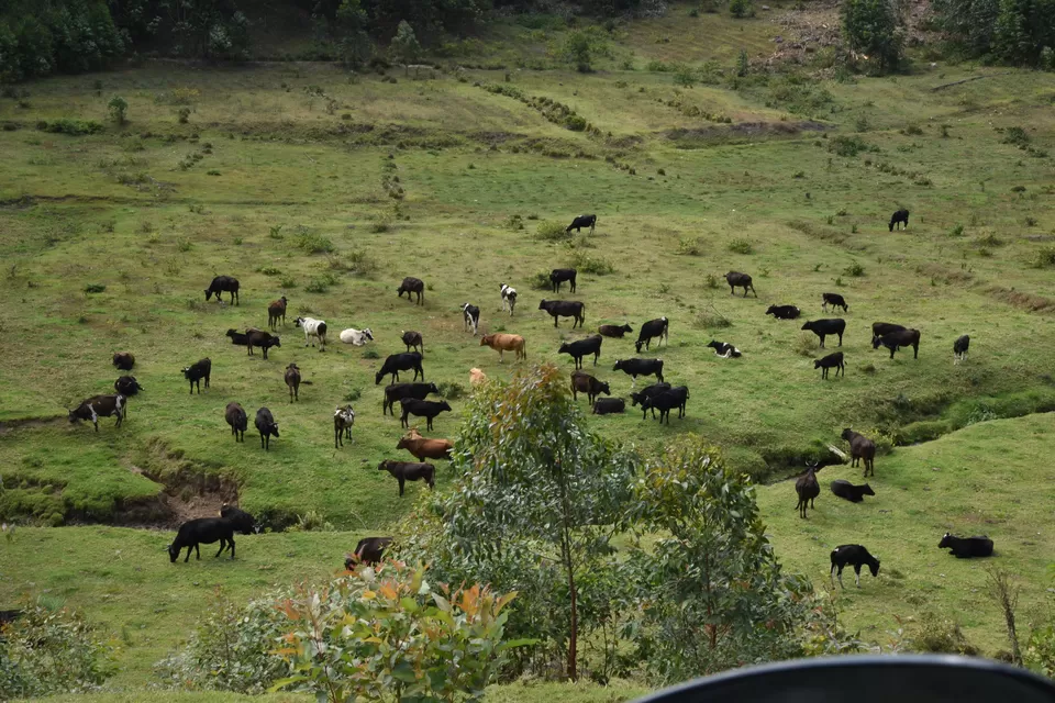 Photo of Mesmerizing Munnar #notinnorth by Siva Sudhir