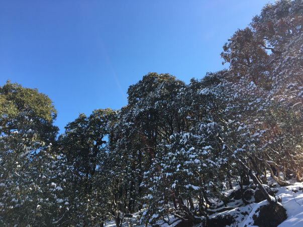 Photo of The Best Winter Trek For Beginners Tungnath Chandrashila Trek 4/10 by Mountain Balak