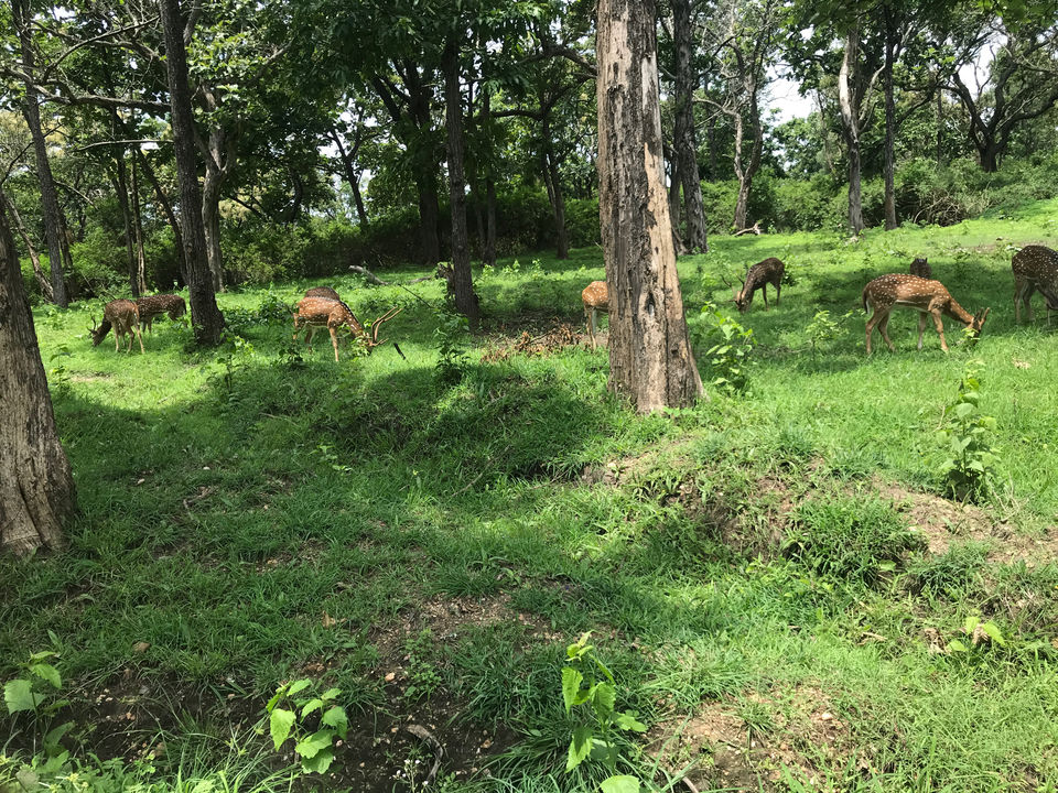 Photo of Bandipur National Park, Bandipur, Karnataka, India by Globetrotter’s Confessions