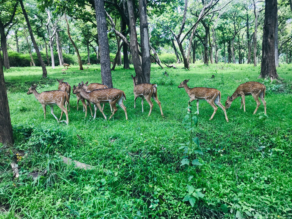 Photo of Bandipur National Park, Bandipur, Karnataka, India by Globetrotter’s Confessions