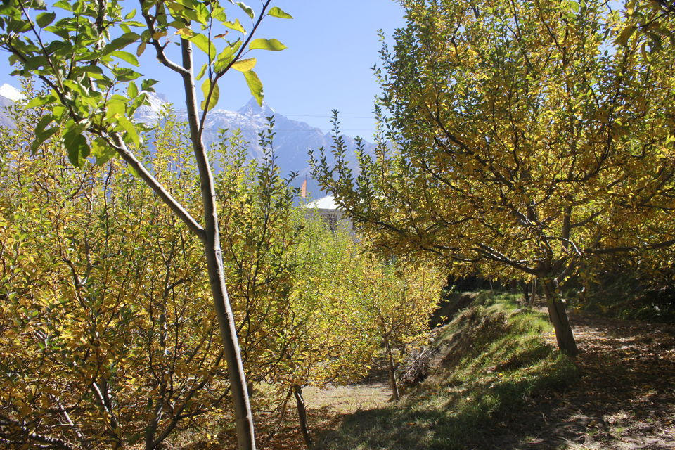 Photo of Kalpa, Reckong Peo, Himachal Pradesh, India by nandini