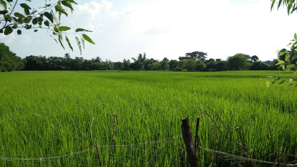 Photo of Mousuni, West Bengal by NILADRI ROY