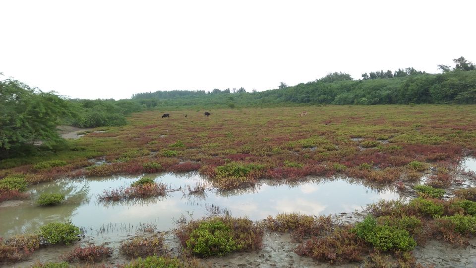 Photo of Mousuni, West Bengal by NILADRI ROY